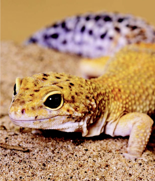 Photo of an African fat-tailed gecko